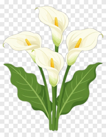 Calla Lily Flower Bouquet PNG