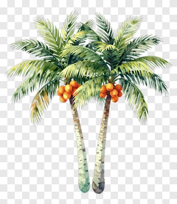 Two Palm Trees With Coconuts PNG