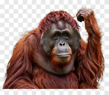 Orangutan With Red Fur PNG