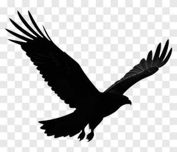 Eagle In Flight PNG