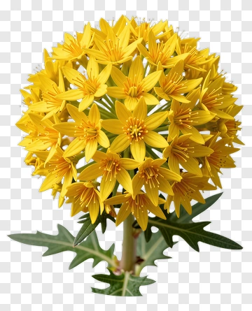 Yellow Flower Cluster PNG