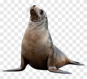 Seal PNG
