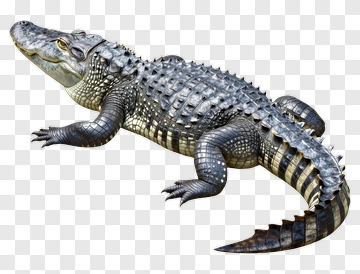 Alligator PNG