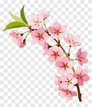 Cherry Blossom Branch PNG