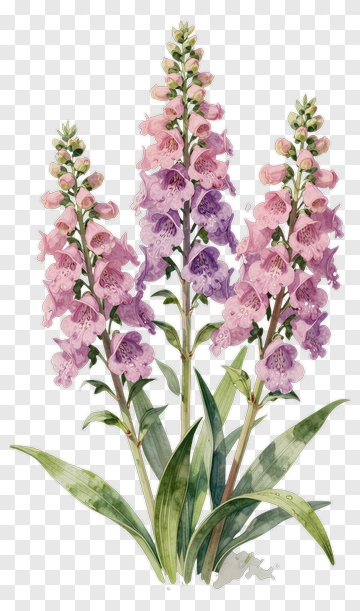 Watercolor Foxglove Flowers PNG
