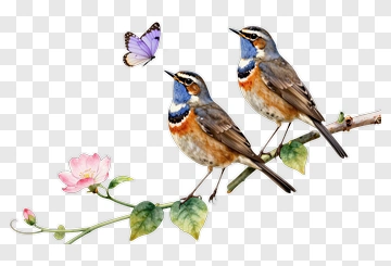 Two Birds And A Butterfly PNG