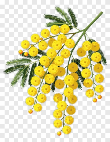 Acacia Flower Branch With Yellow Blossoms PNG