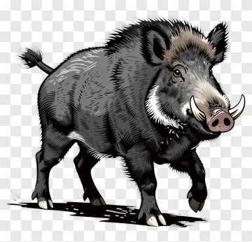 Wild Boar Illustration PNG