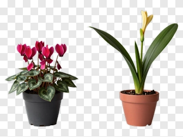 Cyclamen And Orchid In Pots PNG