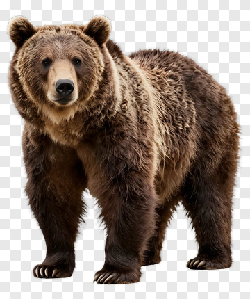 Brown Bear Standing PNG