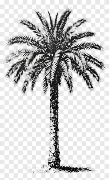 Palm Tree Sketch PNG