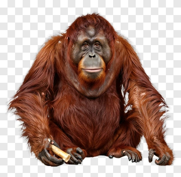 Orangutan Holding A Tooth PNG