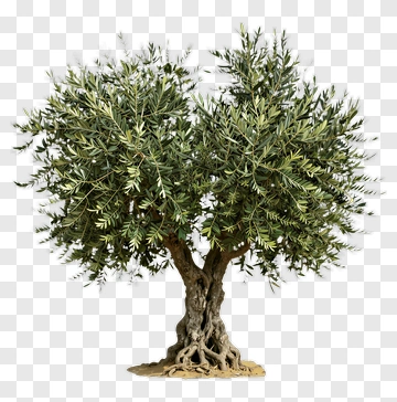Olive Tree With Twisted Trunk PNG