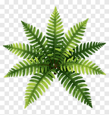 Fern PNG