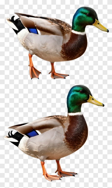Two Ducks Standing Side By Side PNG