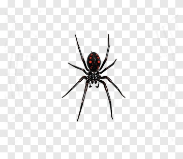 Black Spider With Red Spots PNG
