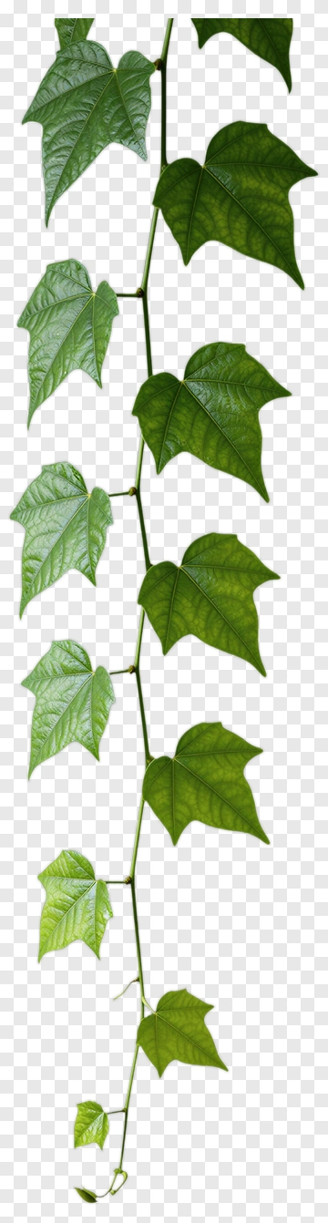 Green Vine With Leaves PNG