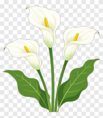 Three Calla Lilies With Green Leaves PNG
