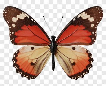 Red And Orange Butterfly PNG