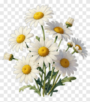 Daisy Flower Bouquet PNG