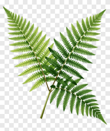 Fern Leaf PNG