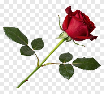 Red Rose With Green Stem And Leaves PNG