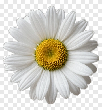 White Daisy With Yellow Center PNG