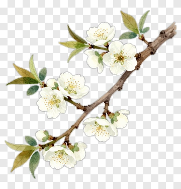 Cherry Blossom Branch With Leaves PNG