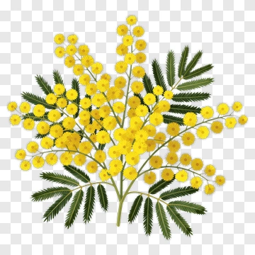Acacia Flower Cluster PNG
