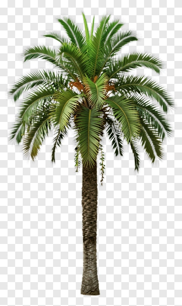 Palm Tree With Green Fronds PNG