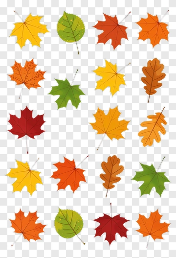 Collection Of Autumn Leaves In Various Colors PNG