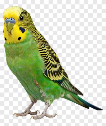 Budgerigar Parakeet PNG