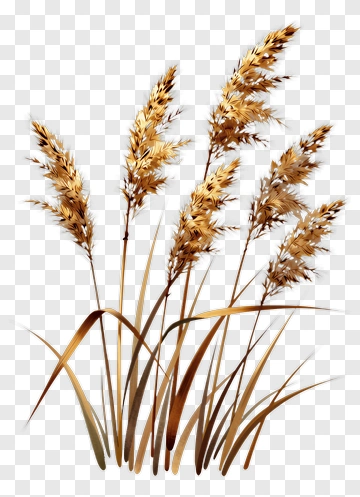 Golden Grasses In Autumn PNG