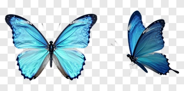Two Blue Butterflies PNG
