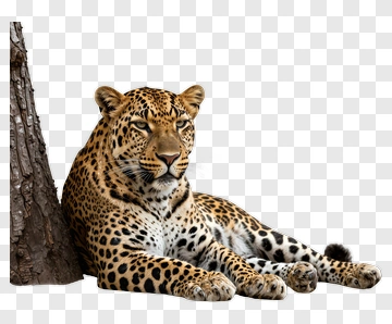 Leopard Resting By Tree Trunk PNG