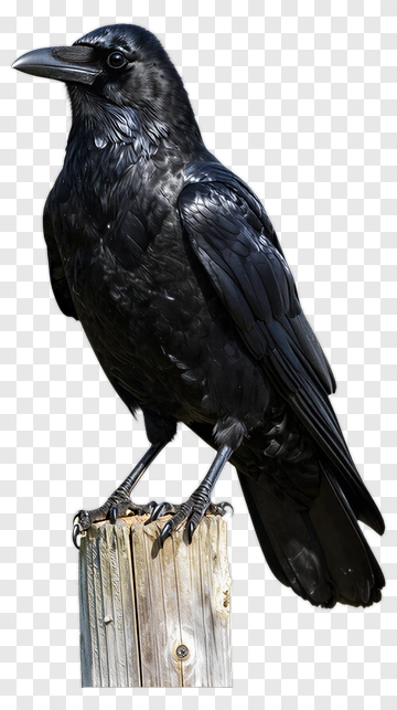 Crow Perched On Wooden Post PNG