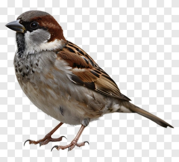 Sparrow Standing On Ground PNG