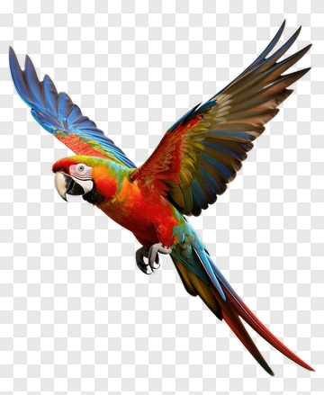 Red And Blue Parrot In Flight PNG