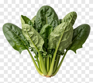 Fresh Spinach PNG