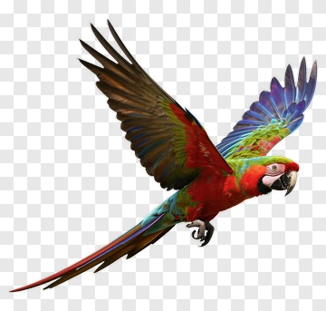 Red And Green Parrot In Flight PNG