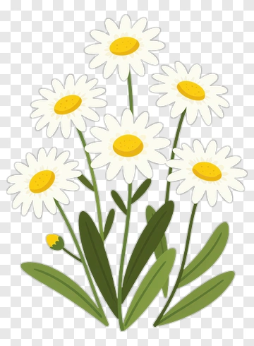 Daisy Flower Bouquet PNG