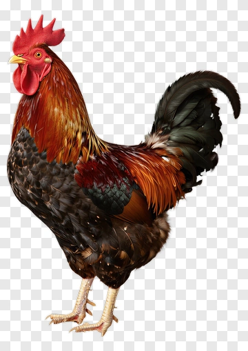 Rooster With Vibrant Plumage PNG