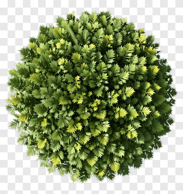 Topiary Ball PNG