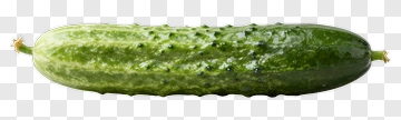 Fresh Cucumber With Green Skin PNG