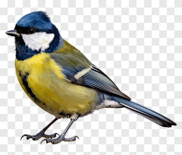 Blue Tit Bird Portrait PNG