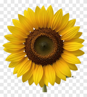 Yellow Sunflower In Close-up PNG