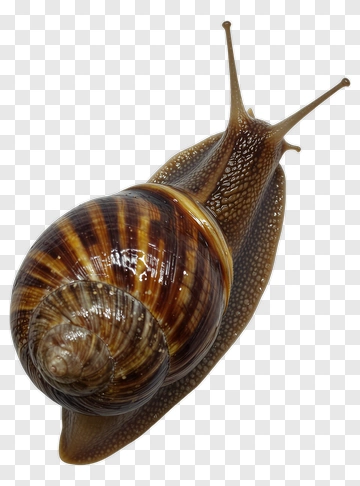 Snail With Striped Shell PNG