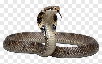 Cobra With Raised Hood PNG