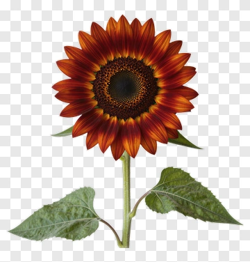 Sunflower With Orange And Brown Petals PNG