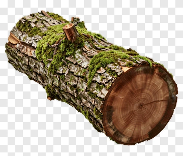 Moss Covered Log With Tree Stump PNG